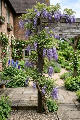 Wisteria sinensis 'Caroline' Tige