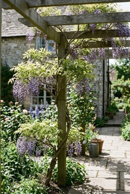 Wisteria sinensis 'Caroline' Tige