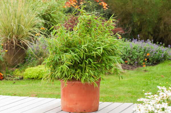 Bambou / Fargesia Rufa 100-125 cm