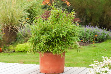 Bambou / Fargesia Rufa 100-125 cm