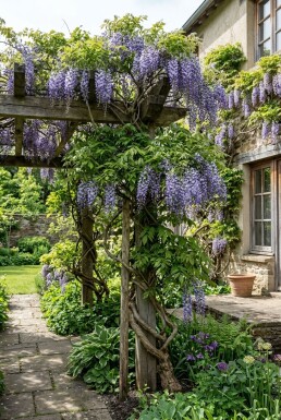 Wisteria sinensis 'Prolific' Tuteur