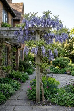 Wisteria sinensis 'Prolific' Tuteur