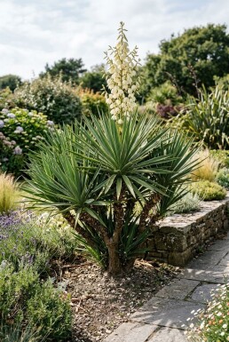 Yucca gloriosa Arbuste