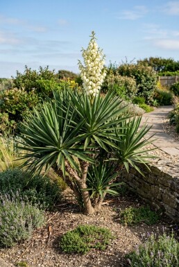 Yucca gloriosa Arbuste