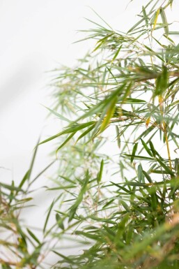 Bambou / Fargesia Robusta Campbell 200-225 cm - Pot