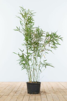 Bambou / Fargesia Robusta Campbell 80-100 cm
