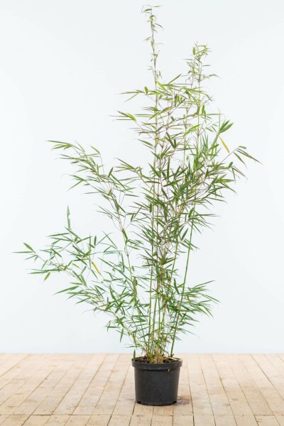 Bambou / Fargesia Robusta Campbell 100-125 cm