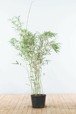 Bambou / Fargesia Robusta Campbell 125-150 cm