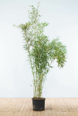 Bambou / Fargesia Robusta Campbell 175-200 cm