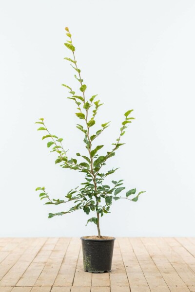 Hêtre Commun Fagus Sylvatica 80-100 cm
