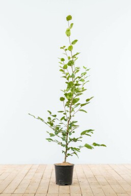 Hêtre des forêts Fagus sylvatica Haie 100-125 Pot Hêtre Commun Fagus Sylvatica 100-125 cm