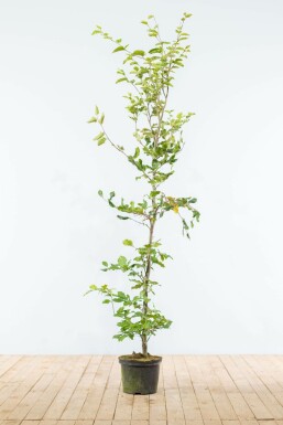 Hêtre Commun Fagus Sylvatica 150-175 cm
