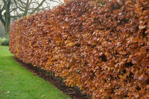 Hêtre Commun Fagus Sylvatica 150-175 cm