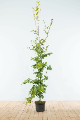 Hêtre des forêts Fagus sylvatica Haie 175-200 Pot Hêtre Commun Fagus Sylvatica 175-200 cm