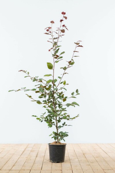 Hêtre Pourpre Fagus Sylvatica Purpurea 100-125 cm