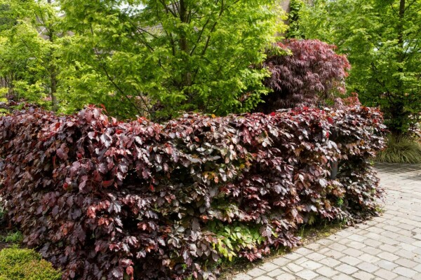 Hêtre Pourpre Fagus Sylvatica Purpurea 100-125 cm