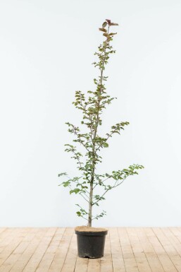 Hêtre des forêts Fagus sylvatica 'Atropunicea' Haie 125-150 Pot