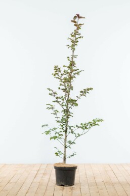 Hêtre des forêts Fagus sylvatica 'Atropunicea' Haie 125-150 Pot Hêtre Pourpre Fagus Sylvatica Purpurea 125-150 cm