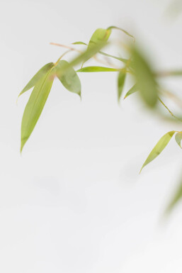 Bambou / Phyllostachys Aurea 200-225 cm - Pot