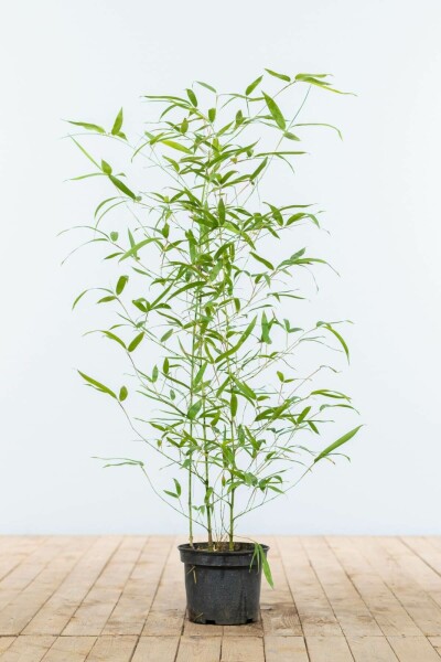 Bambou / Phyllostachys Aurea 60-80 cm