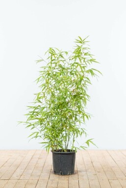 Bambou / Phyllostachys Aurea 80-100 cm