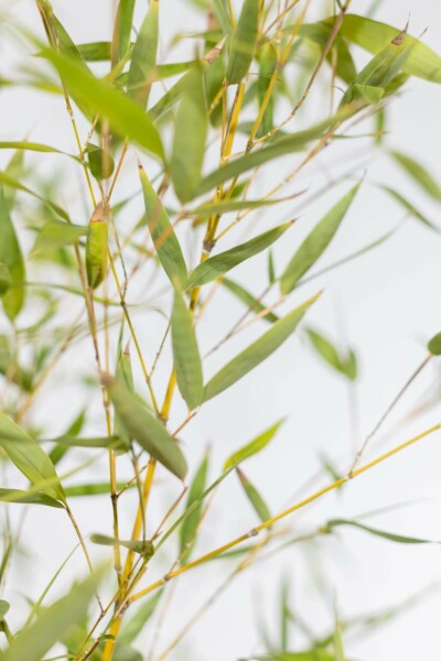 Bambou / Phyllostachys Aurea 80-100 cm