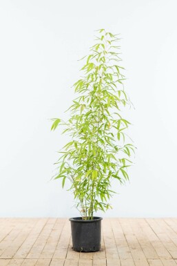 Phyllostachys doré Phyllostachys aurea Haie 100-125 Pot Bambou / Phyllostachys Aurea 100-125 cm