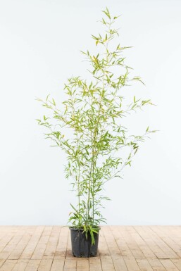 Bambou / Phyllostachys Aurea