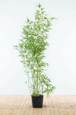 Bambou / Phyllostachys Aurea 150-175 cm