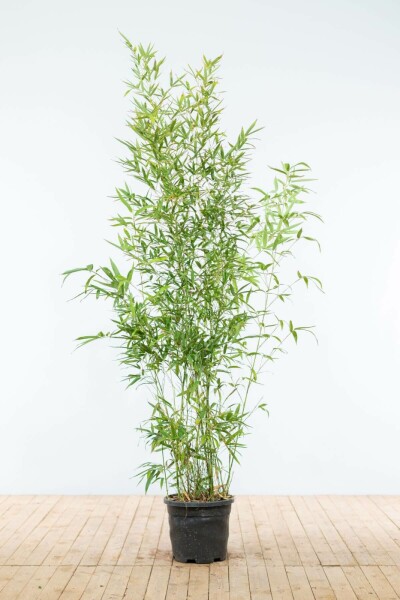 Bambou / Phyllostachys Aurea 175-200 cm