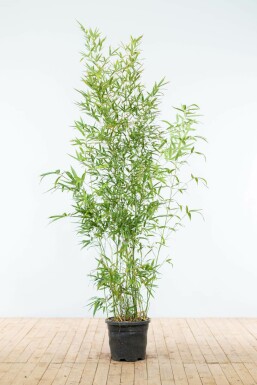 Bambou / Phyllostachys Aurea 175-200 cm