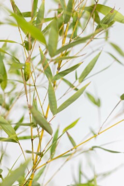 Bambou / Phyllostachys Aurea 175-200 cm