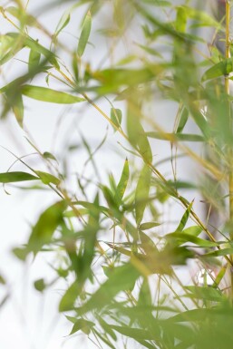 Bambou / Phyllostachys Aurea 175-200 cm