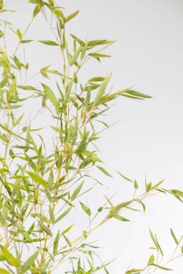 Bambou / Phyllostachys Aurea 175-200 cm
