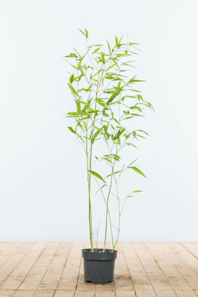 Bambou / Phyllostachys Bissetii 60-80 cm