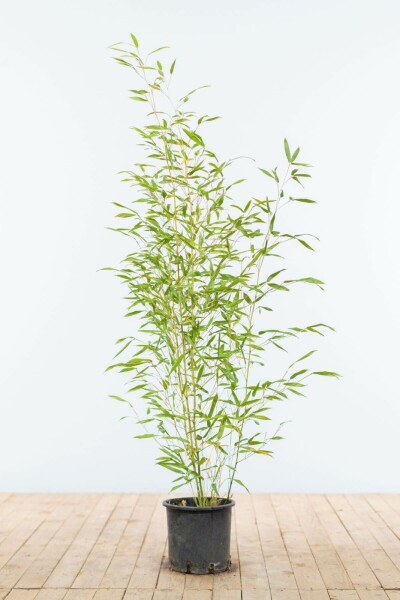 Bambou / Phyllostachys Bissetii 80-100 cm