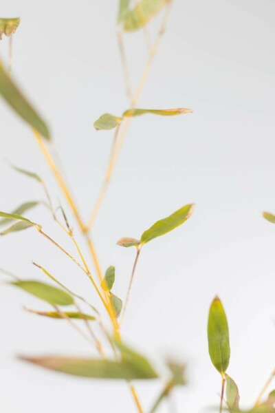 Phyllostachys Phyllostachys bissetii Haie 80-100 Pot Bambou / Phyllostachys Bissetii 80-100 cm