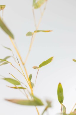 Phyllostachys Phyllostachys bissetii Haie 100-125 Pot Bambou / Phyllostachys Bissetii 100-125 cm