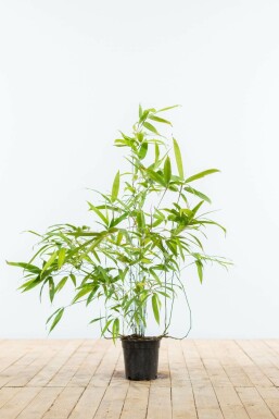 Phyllostachys noir Phyllostachys nigra Haie 60-80 Pot Bambou Noir / Phyllostachys Nigra 60-80 cm