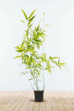 Bambou Noir / Phyllostachys Nigra 80-100 cm