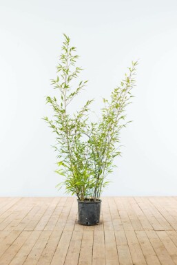 Phyllostachys noir Phyllostachys nigra Haie 100-125 Pot Bambou Noir / Phyllostachys Nigra 100-125 cm