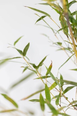 Bambou Noir / Phyllostachys Nigra 150-175 cm