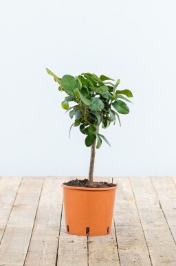 Limettier / Citrus Aurantifolia Mini-tige/stipe/tronc 20-30 cm