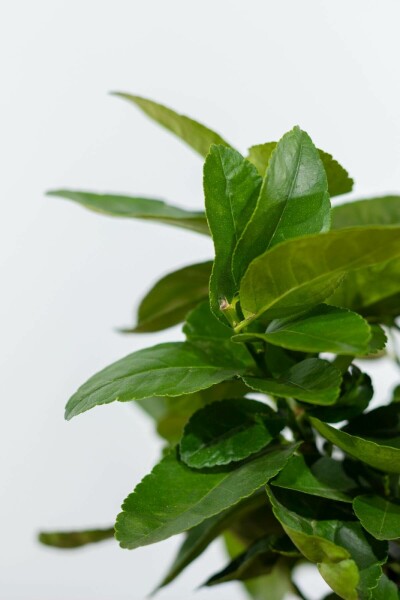 Limettier / Citrus Aurantifolia Mini-tige/stipe/tronc 40-60 cm