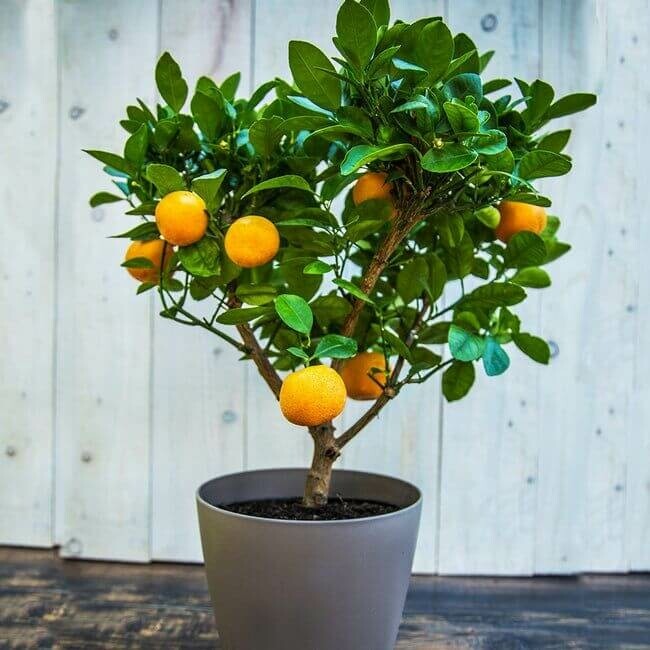 Clémentinier Citrus × clementina Mini-tige 40-60 Pot Clementinenbaum / Citrus Clementine Mini-tige/stipe/tronc 40-60 cm