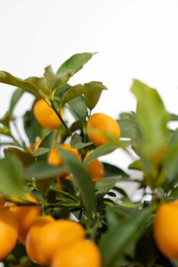 Kumquat de Nagami Fortunella margarita Mini-tige 20-30 Pot