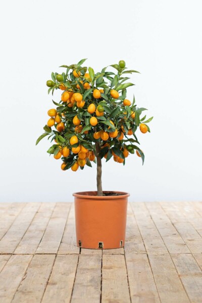 Kumquat / Fortunella Margarita Mini-tige/stipe/tronc 40-60 cm