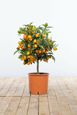 Kumquat de Nagami Fortunella margarita Mini-tige 40-60 Pot
