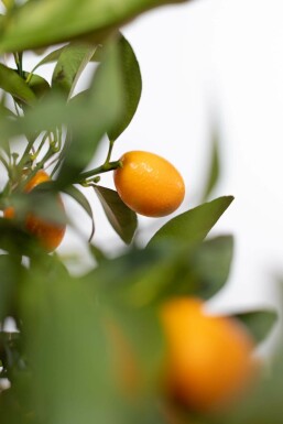 Kumquat de Nagami Fortunella margarita Mini-tige 40-60 Pot