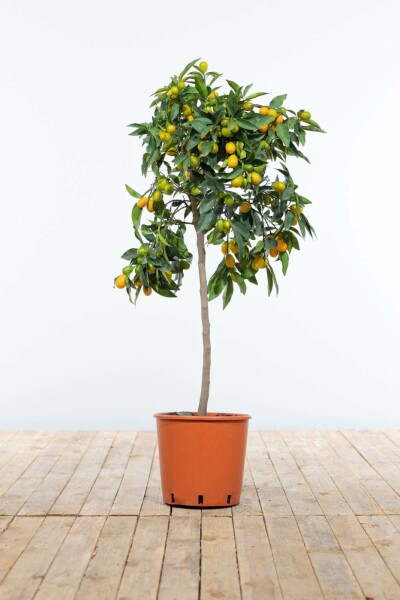 Kumquat / Fortunella Margarita Mini-tige/stipe/tronc 60-80 cm